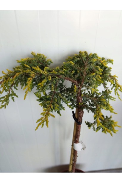 Juniperus communis Goldschatz on shtamb купити
